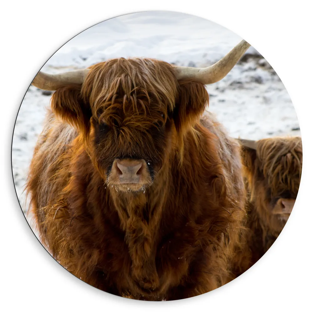 Dibond Muurcirkel - Schotse Hooglander met Kalf in Besneeuwd Landschap