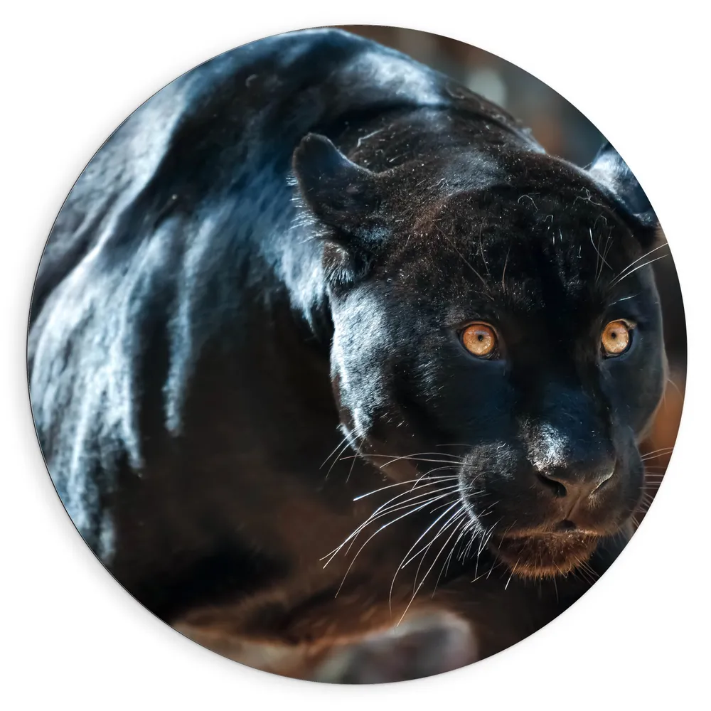 Dibond Muurcirkel - Gespierde Zwarte Jaguar met Gespreide Ogen