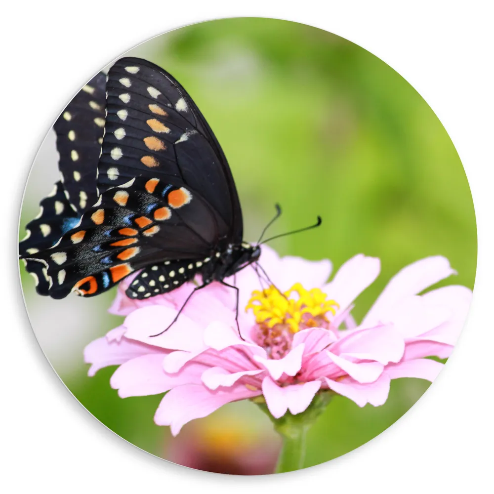Dibond Muurcirkel - Zwart met Oranje Papilio Vlinder op Lichtroze Bloem