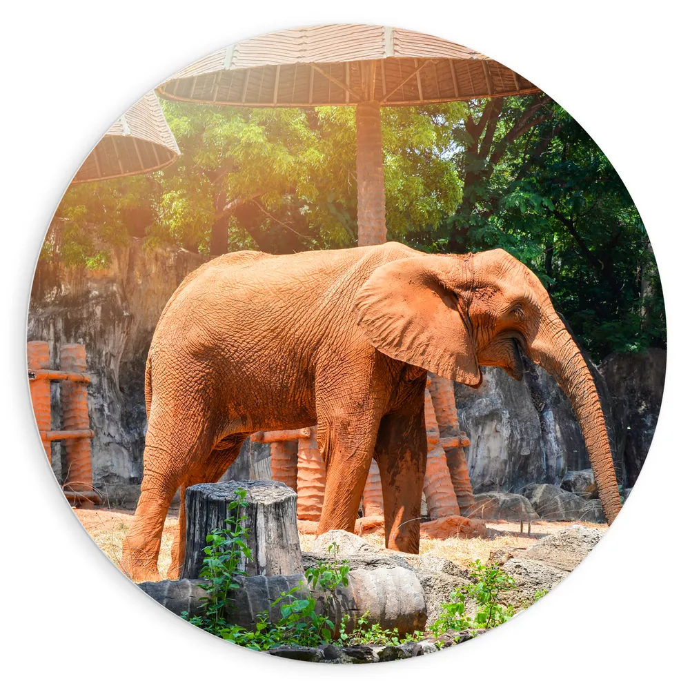 Dibond Muurcirkel - Aziatische Lachende Olifant tussen de Planten