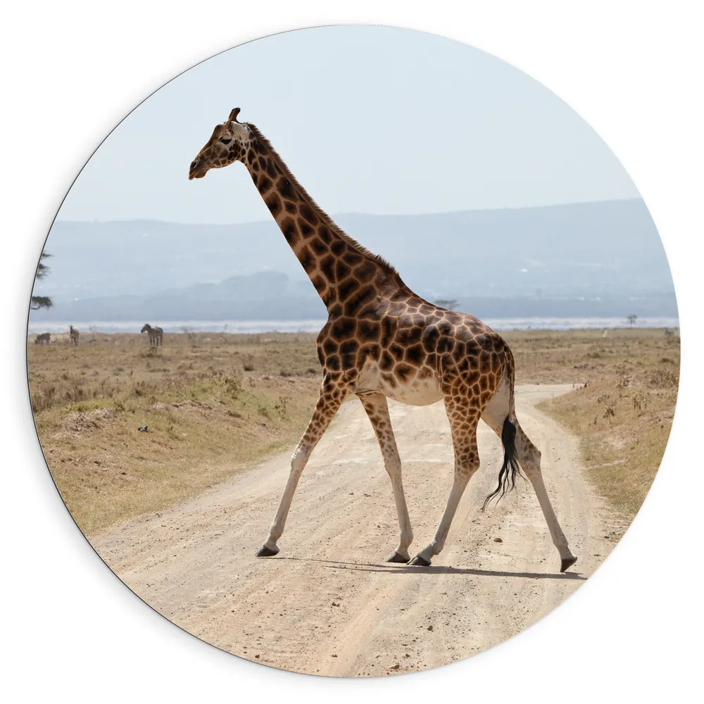 Dibond Muurcirkel - Giraffe op de Weg in Kenia
