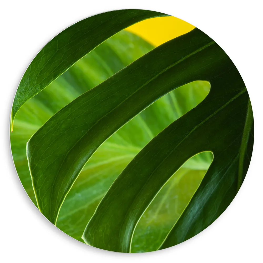 Dibond Muurcirkel - Grote Groene Bananenbladeren tegen Okergele Achtergrond