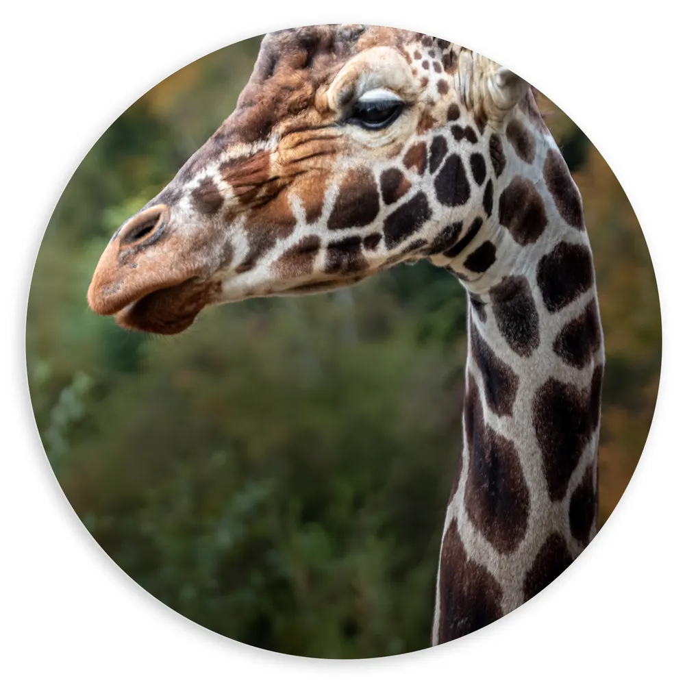 Dibond Muurcirkel - Zijaanzicht van Kop en Nek van Giraffe