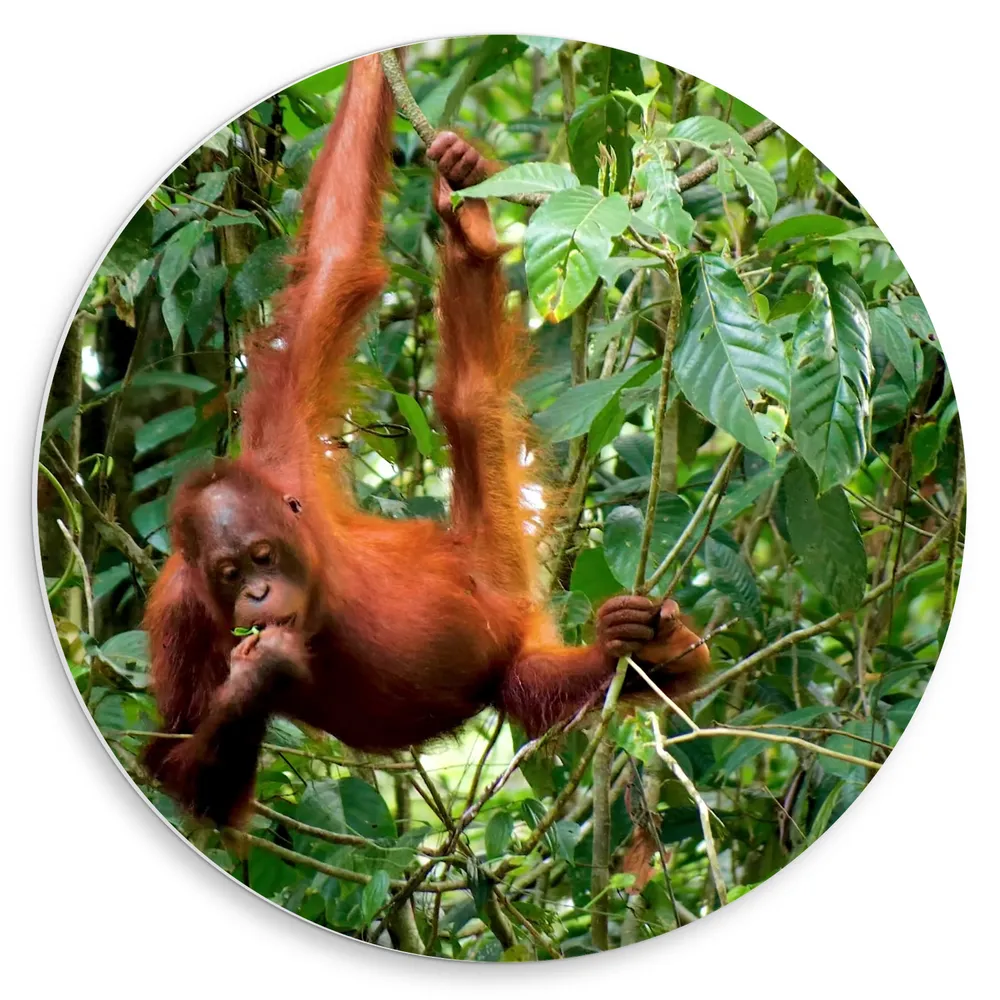 Dibond Muurcirkel - Orang Oetan Aap Hangend aan Takken in de Jungle