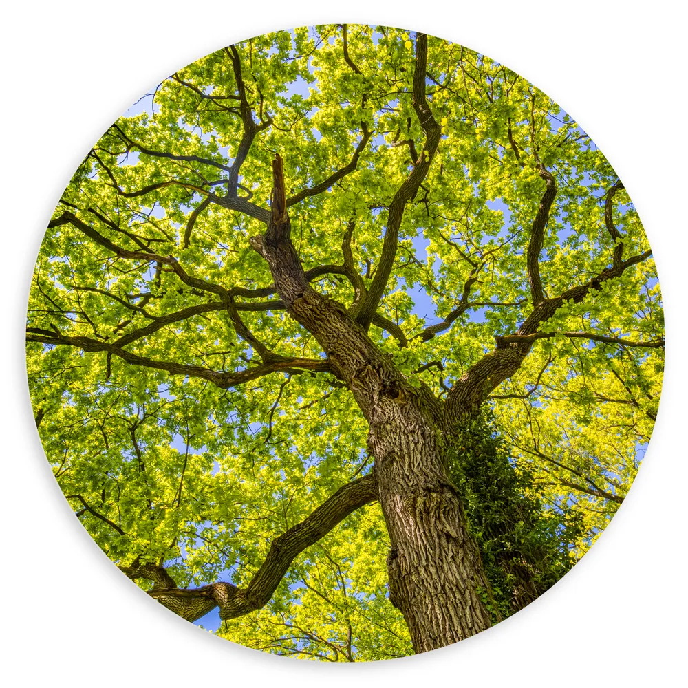 Dibond Muurcirkel - Een Kikkerperperspectief van een Begroeide Boom