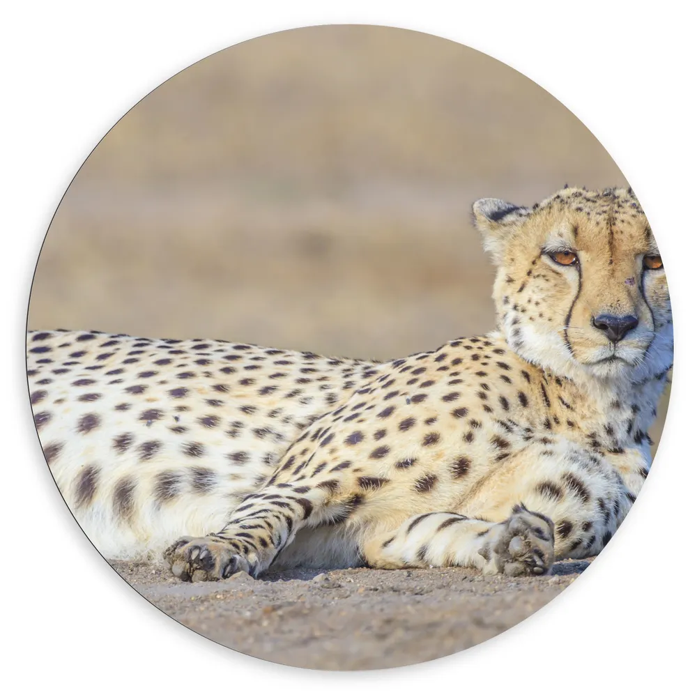 Dibond Muurcirkel - Uitrustende Cheetah op het Zand