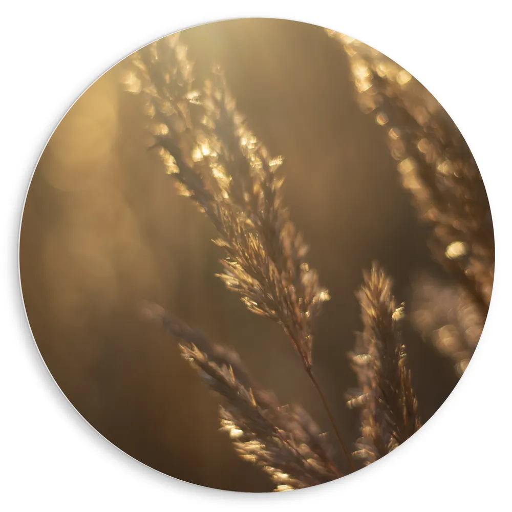 Dibond Muurcirkel - Zonnestralen Vallend op Beige Grassprieten