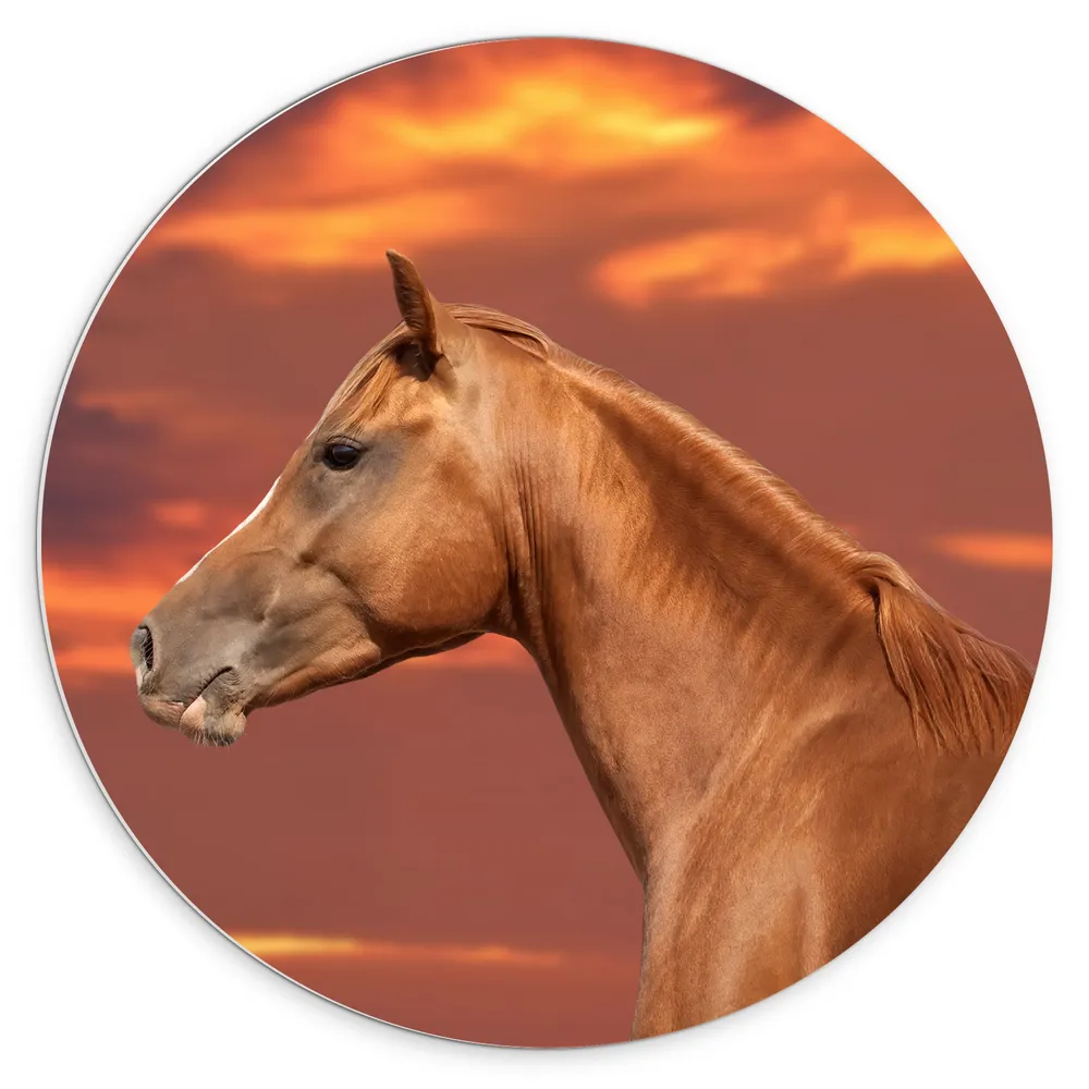 Dibond Muurcirkel - Zijaanzicht van Glanzend Bruin Paard onder Oranje Gloed in de Lucht