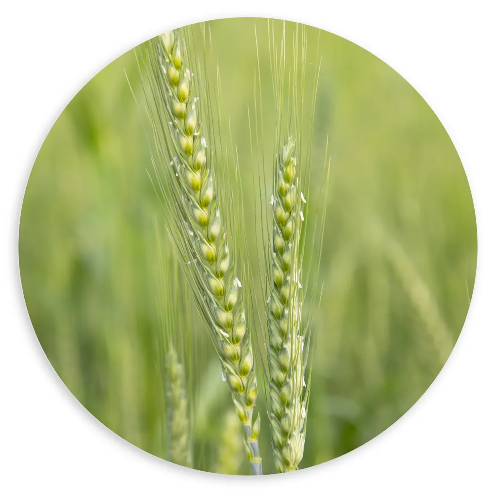Dibond Muurcirkel - Smal Hoog Groen Gras in Weide