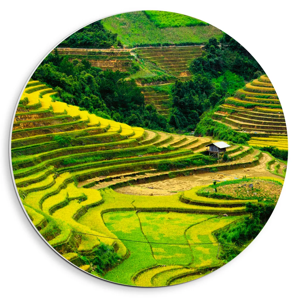 Dibond Muurcirkel - Felkleurige Rijstvelden in Vietnam