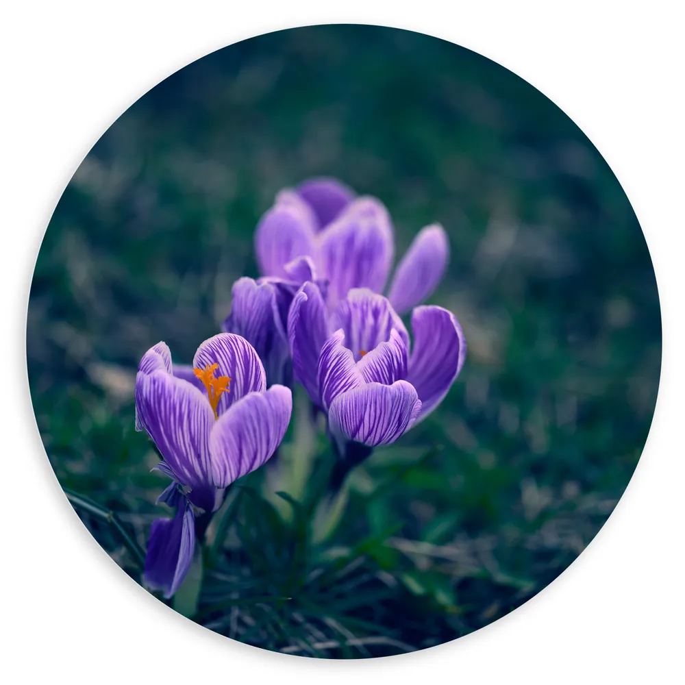 Dibond Muurcirkel - Paarse Bonte Krokus Bloemen met Donkere Achtergrond