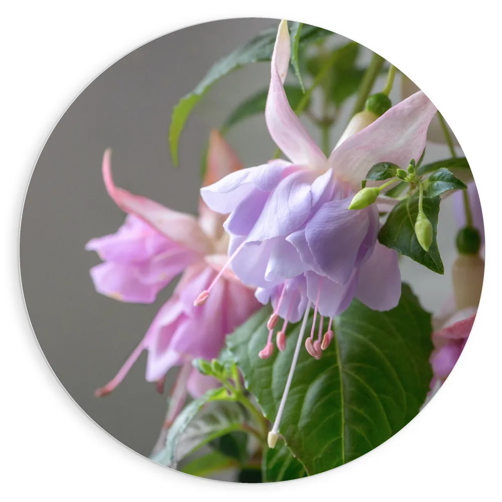 Dibond Muurcirkel - Paars met Roze Fuchsia Bloemen met Uithangende Meeldraden