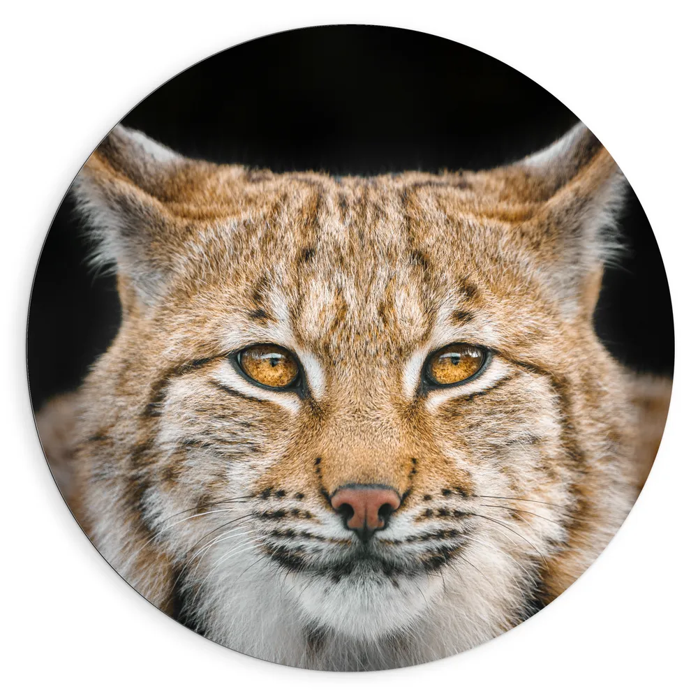 Dibond Muurcirkel - Kop van Lynx met Oranje Ogen