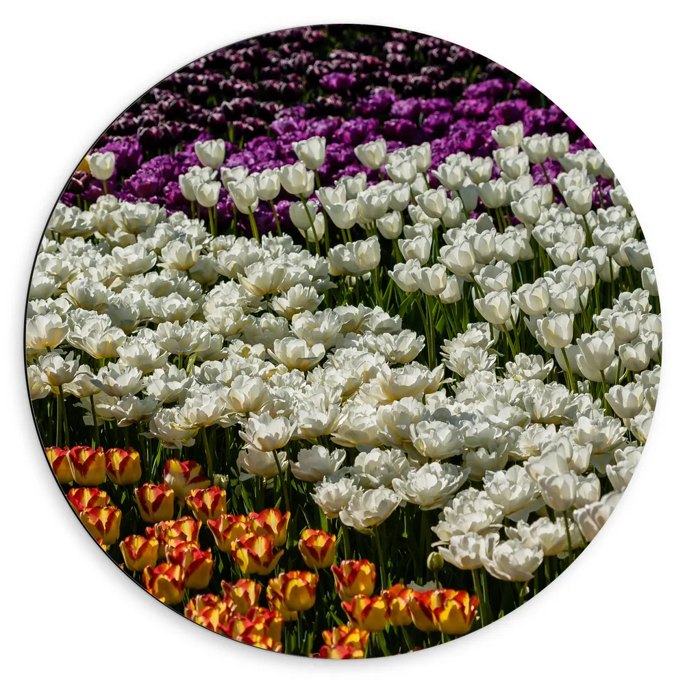 Dibond Muurcirkel - Bloemenveld van Gele, Paarse, Witte en Oranje Bloemen