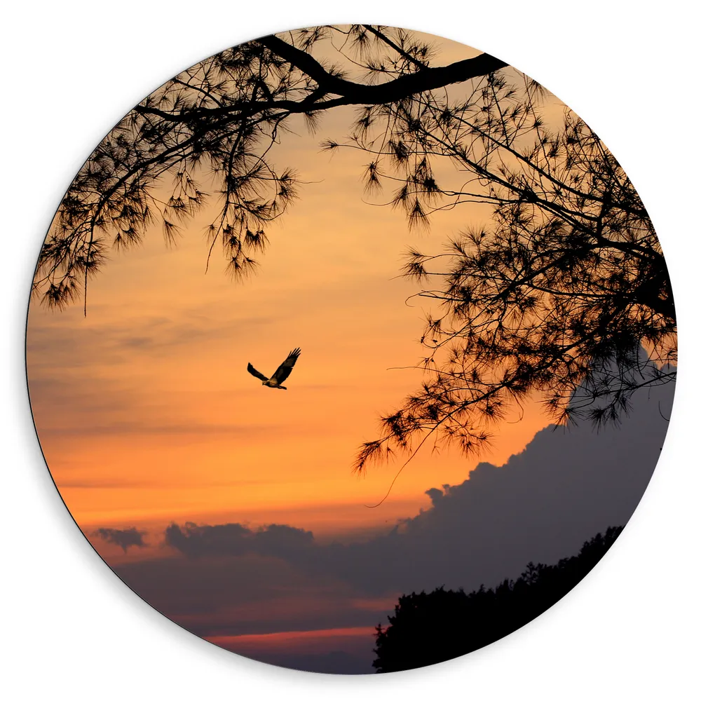 Dibond Muurcirkel - Vogel Vliegend door de Lucht tijdens de Avondzon