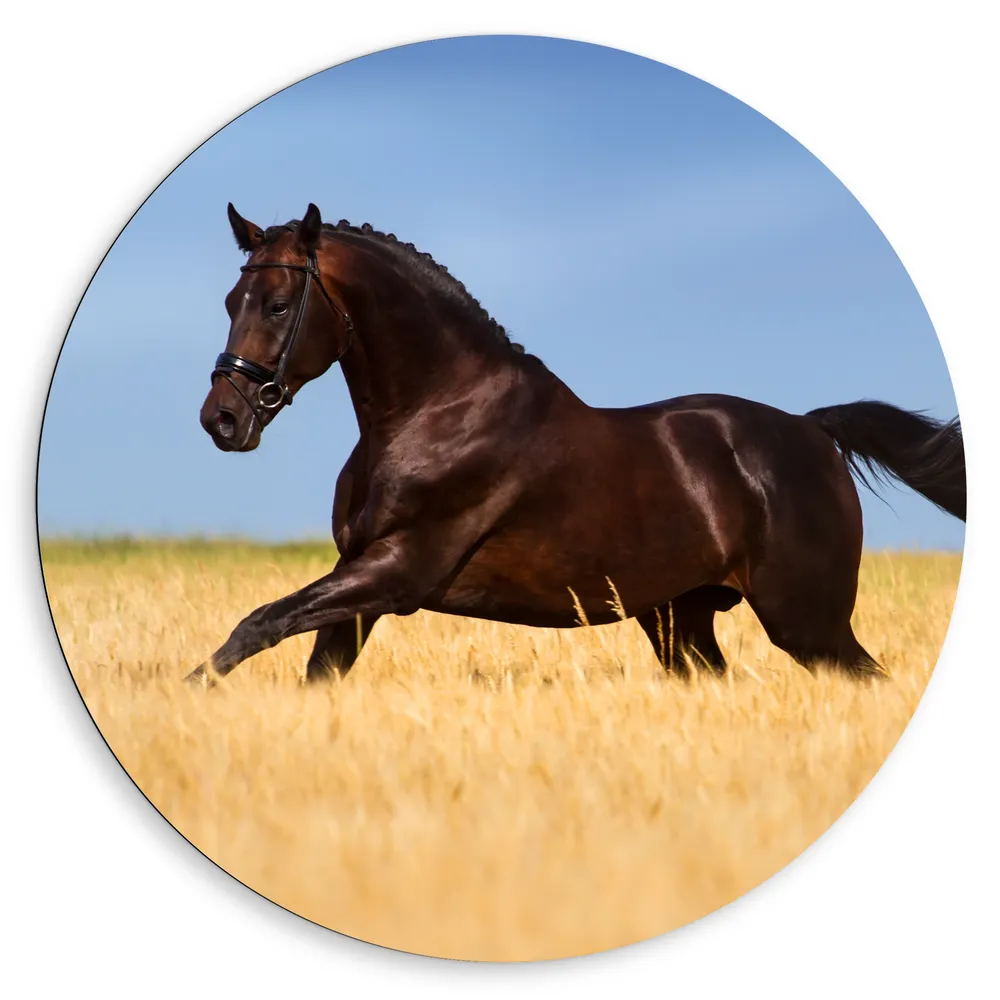 Dibond Muurcirkel - Bruin Paard Gallopernd door het Hoge Gras