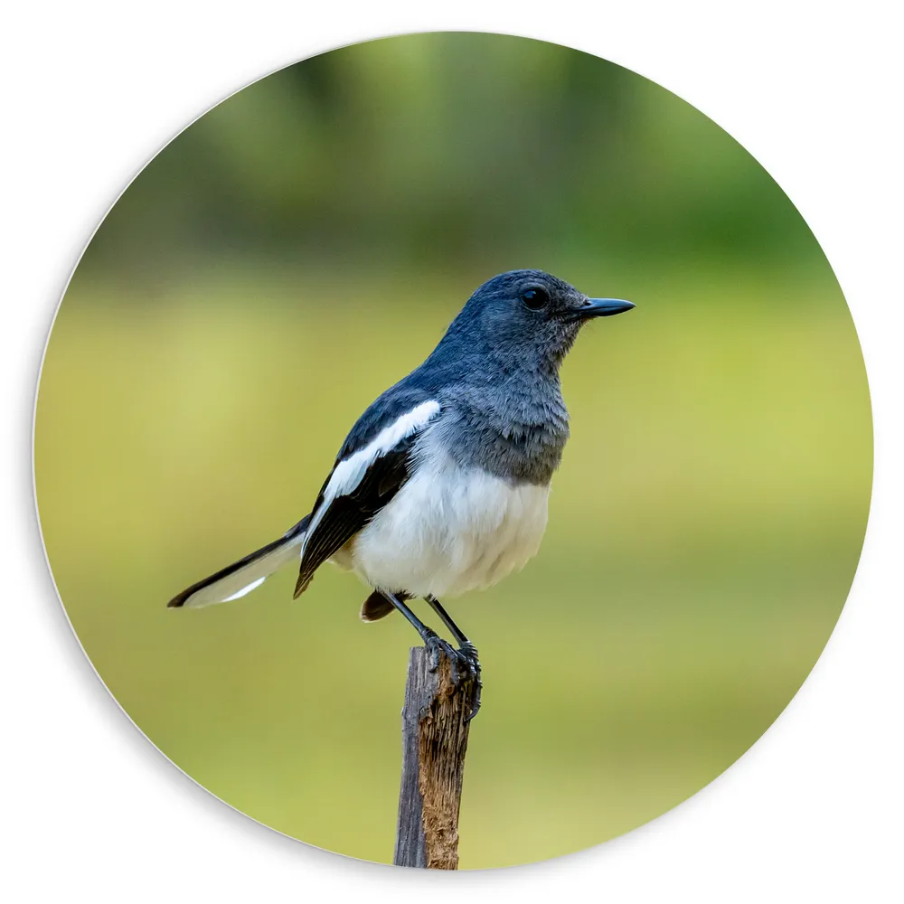 Dibond Muurcirkel - Opzijkijkende Dayallijster Vogel op Top van Tak