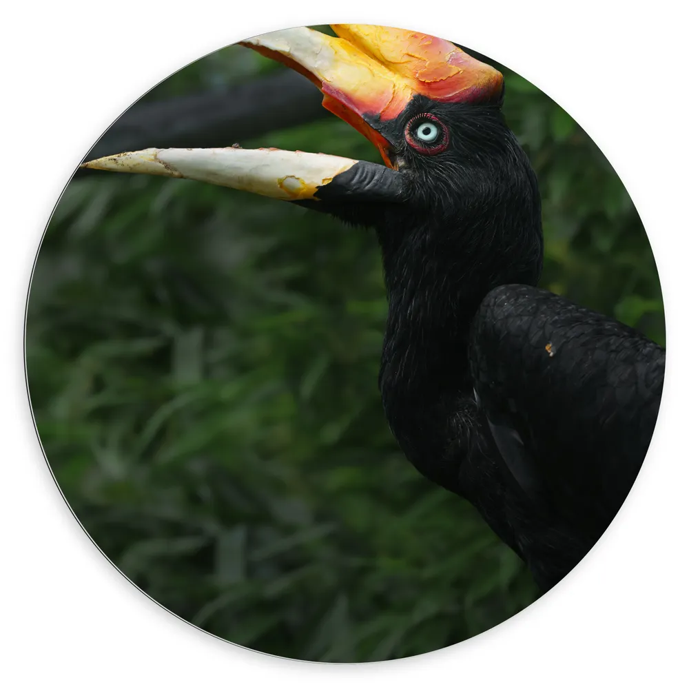 Dibond Muurcirkel - Kleurrijke Neushoorn Vogel in het Bos