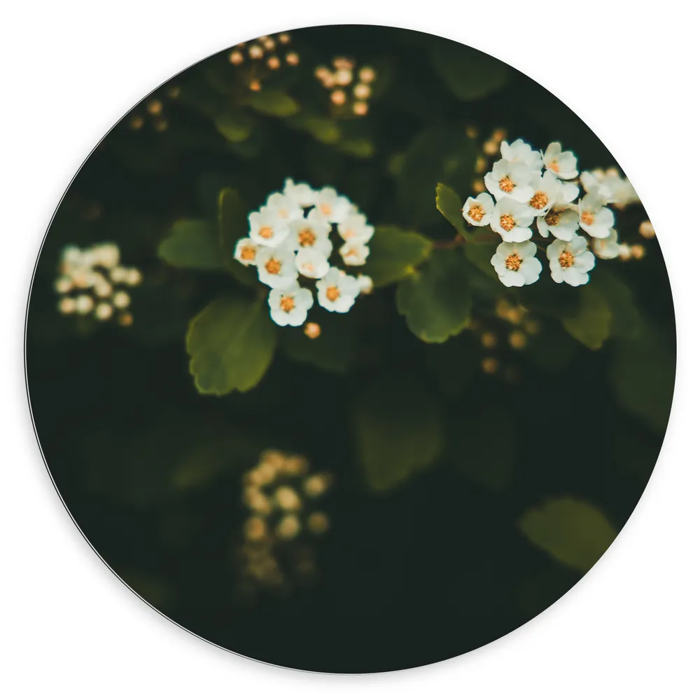 Dibond Muurcirkel - Witte Spirea Bloemetjes tussen Donkere Achtergrond