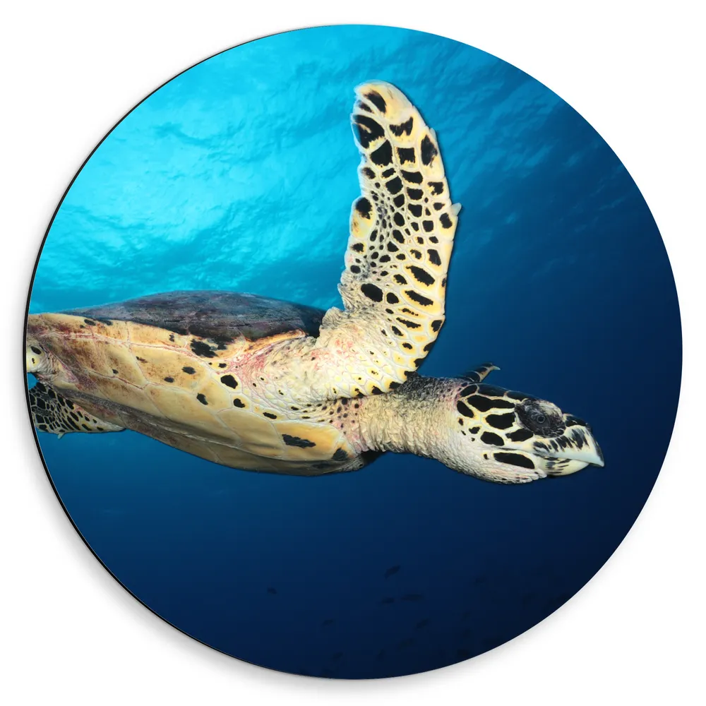 Dibond Muurcirkel - Zeeschildpad tegen Wateroppervlak
