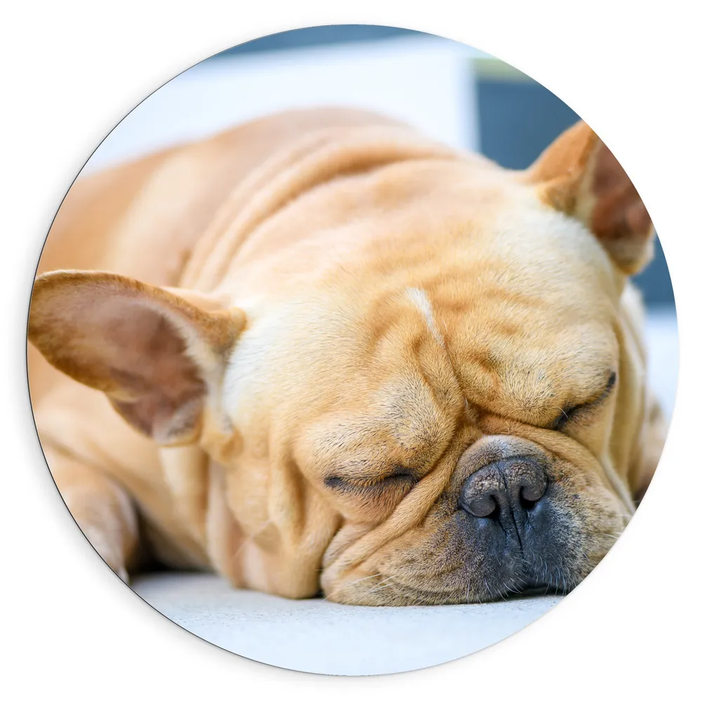 Dibond Muurcirkel - Bruine Vermoeide Franse Bulldog Hond