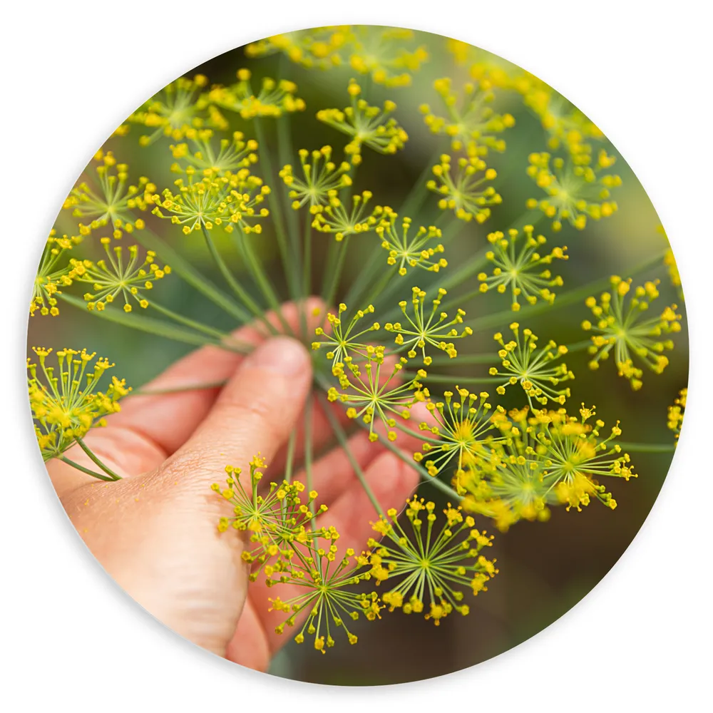 Dibond Muurcirkel - Gele Mini Bloemen in Mensenhand