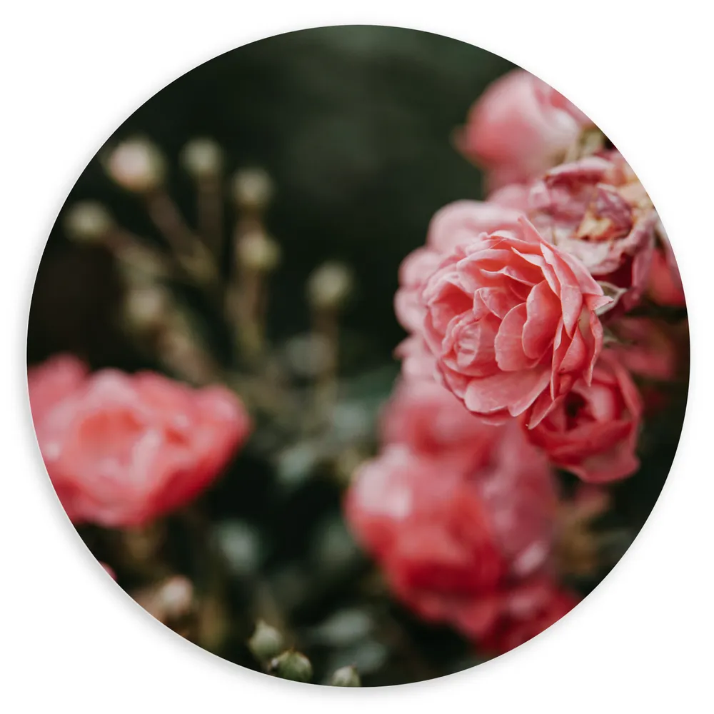 Dibond Muurcirkel - Roze Bloemen in Natuur