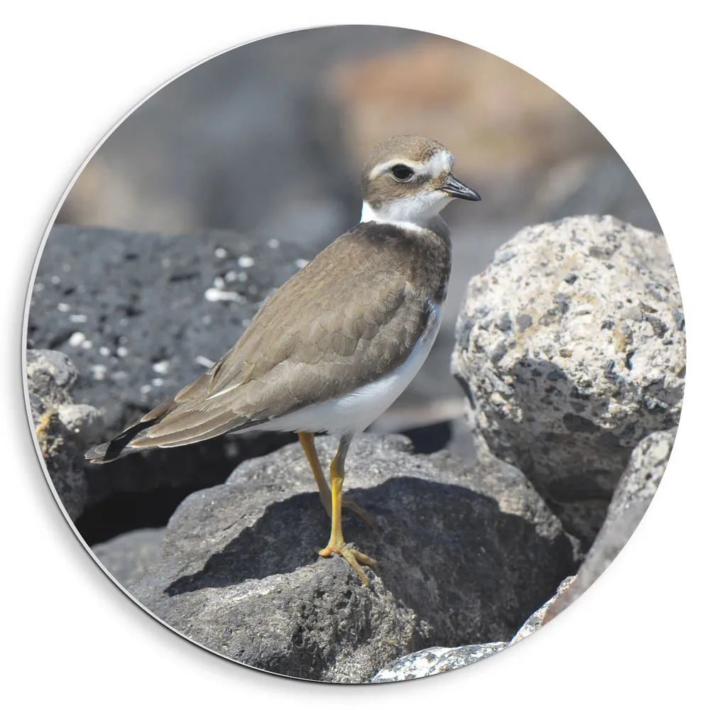Dibond Muurcirkel - Japanse Bontbekplevier Vogel in het Grijs op Grijze Stenen