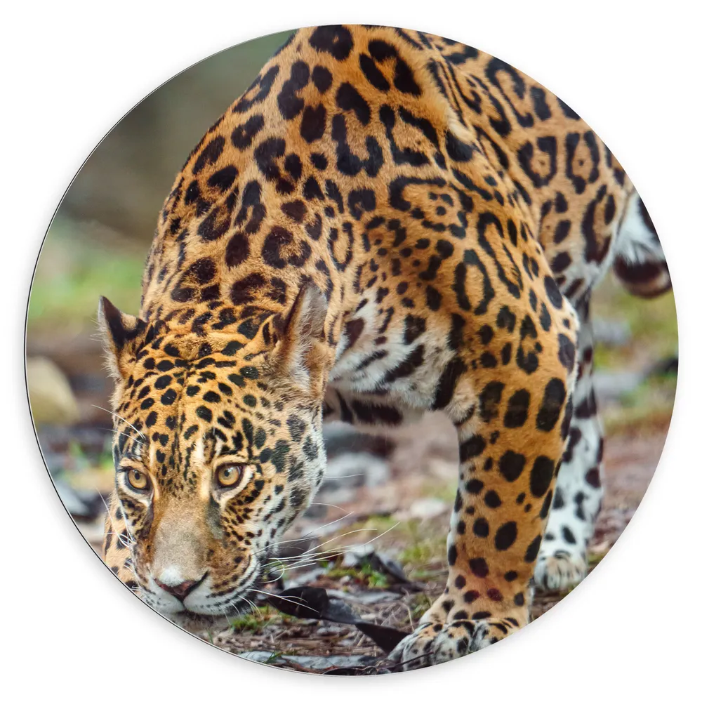 Dibond Muurcirkel - Sluipende Jaguar door het Bos
