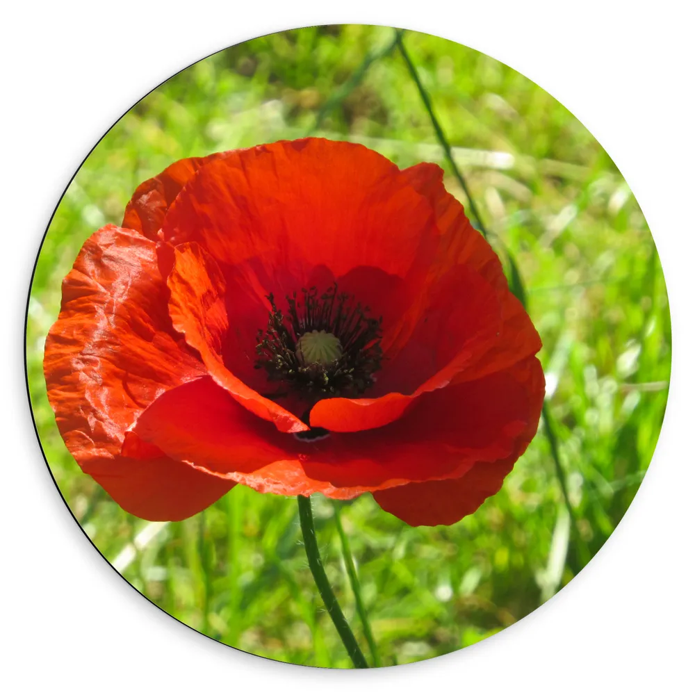 Dibond Muurcirkel - Mooie Rode Klaproos in Grasveld met Hoog Gras - Bloemen