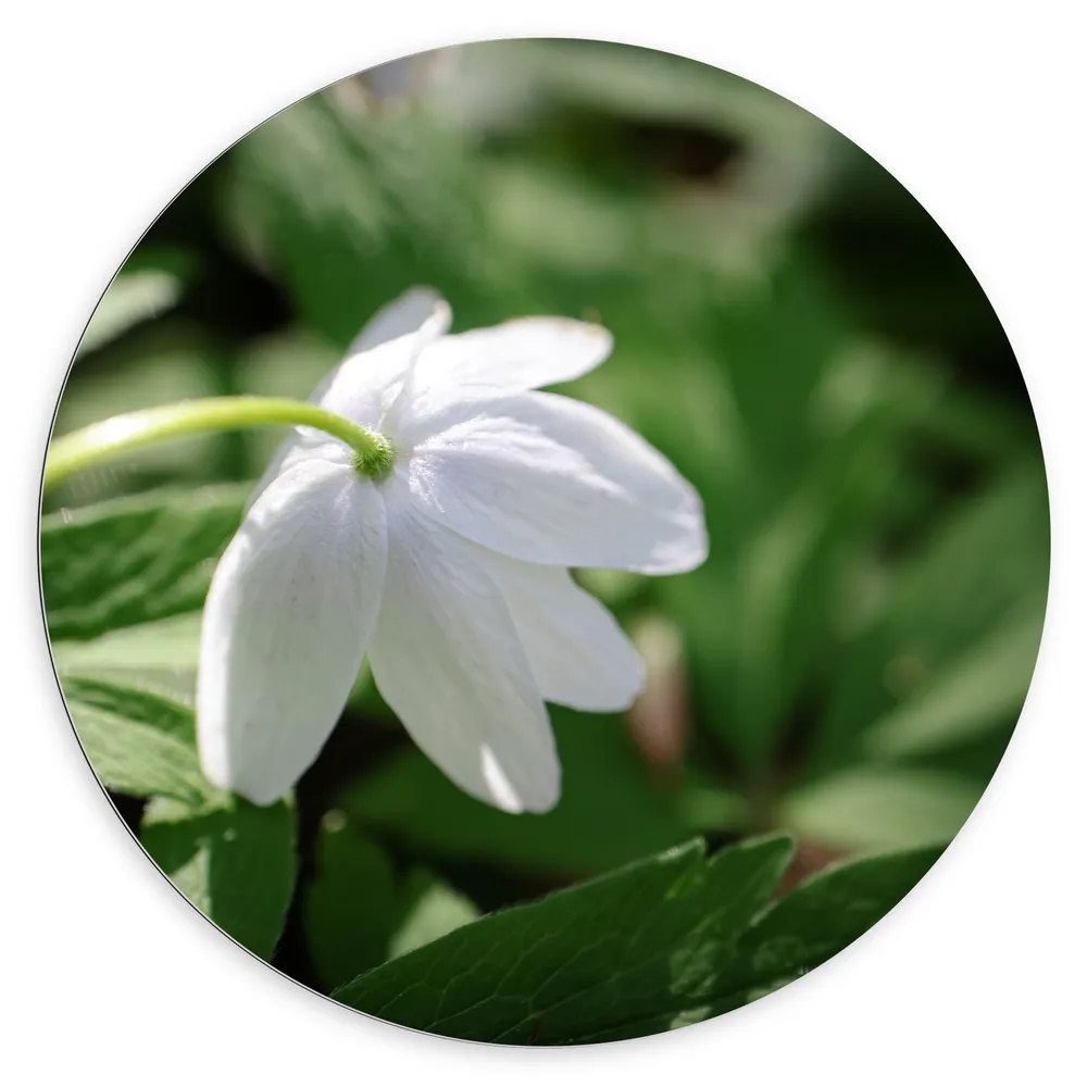 Dibond Muurcirkel - Witte Hangende Bosanemoon tussen Groene Bladeren - Bloemen