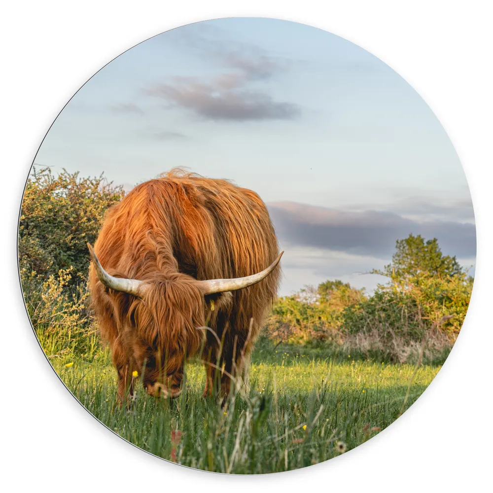 Dibond Muurcirkel - Schotse Hooglander Grazend in de Wei