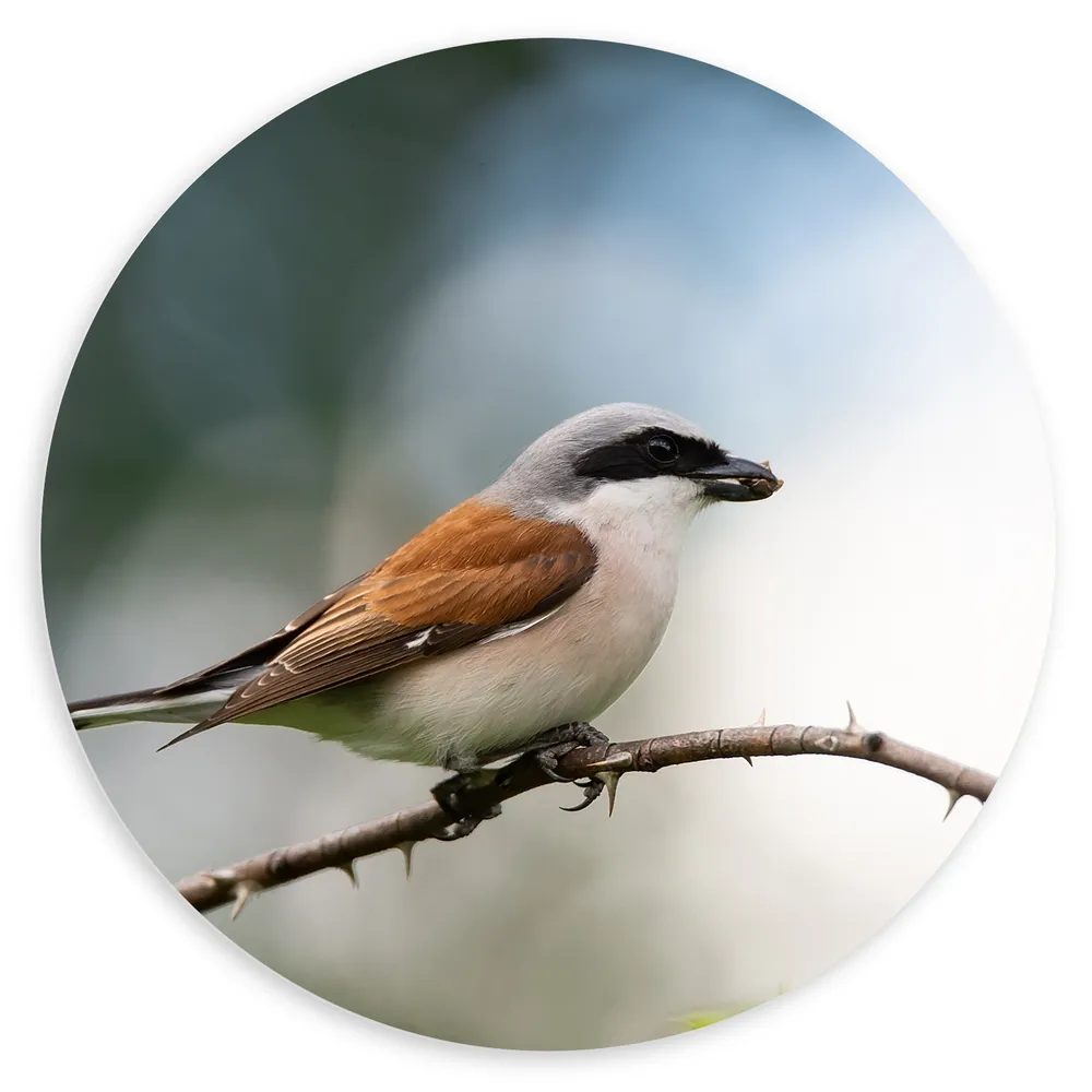 Dibond Muurcirkel - Zijaanzicht van Grauwe Klauwier Vogel op Tak