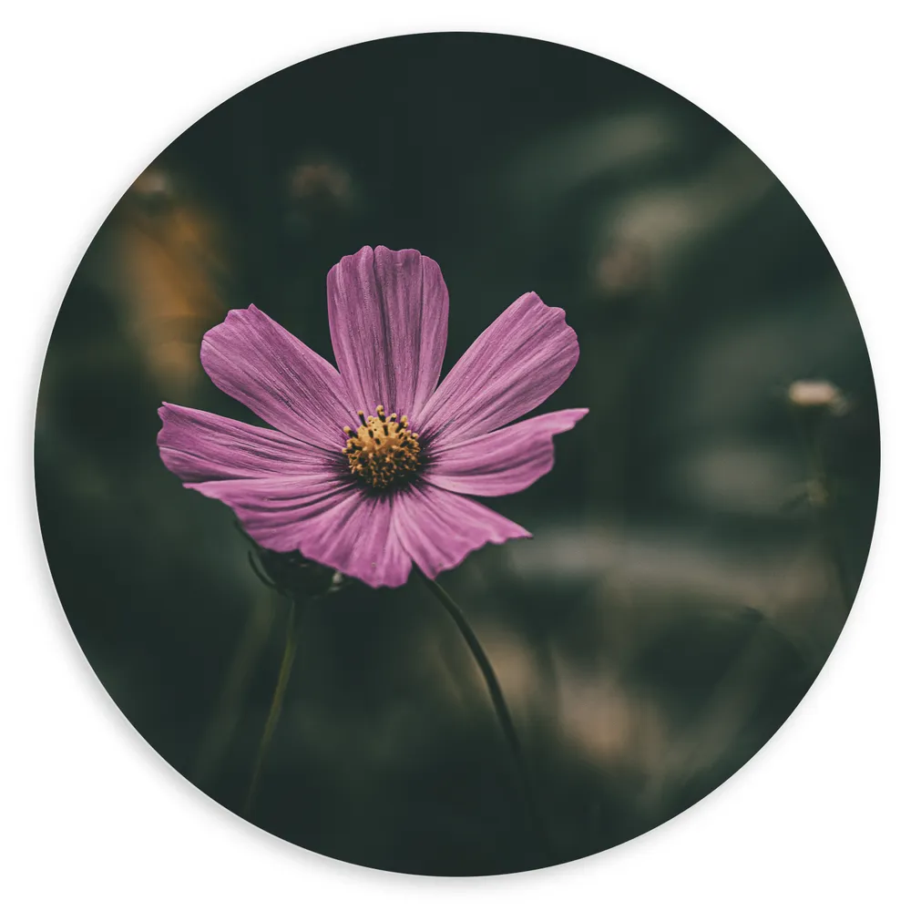 Dibond Muurcirkel - Paarse Cosmea Bloem met Donker Groene Achtergrond