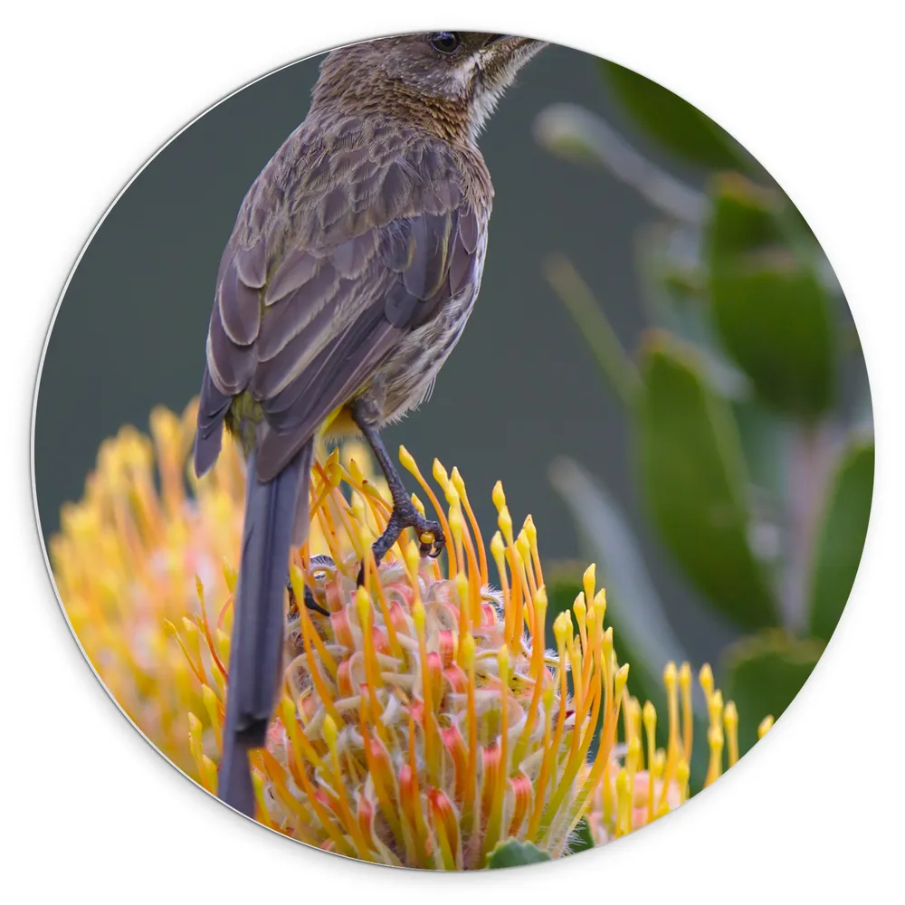 Dibond Muurcirkel - Kaapse Suiker Vogel Zittend op Gele Bloemen