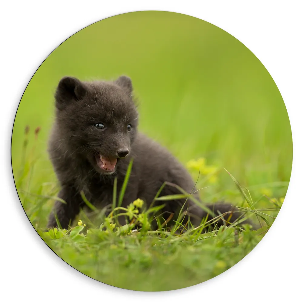 Dibond Muurcirkel - Zwarte Baby Vos in het Gras