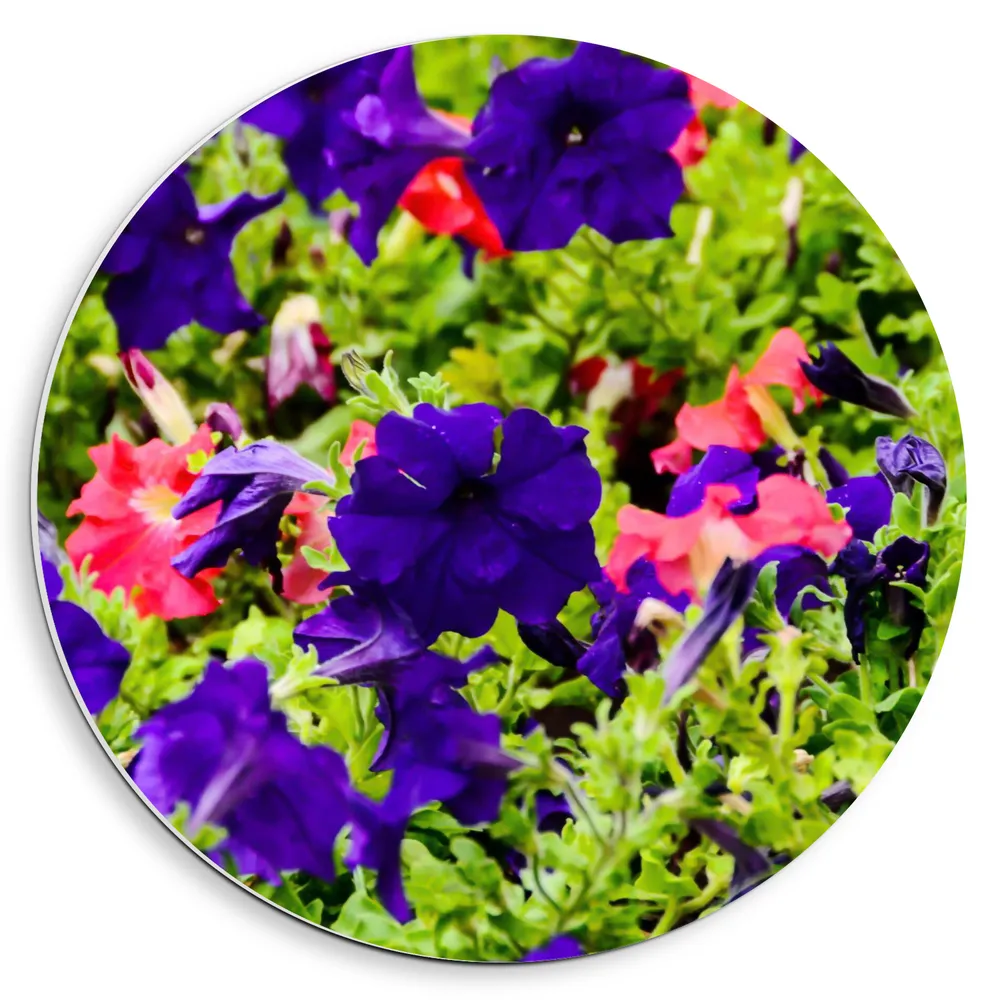 Dibond Muurcirkel - Bloemenveld in Blauwe en Roze Kleuren