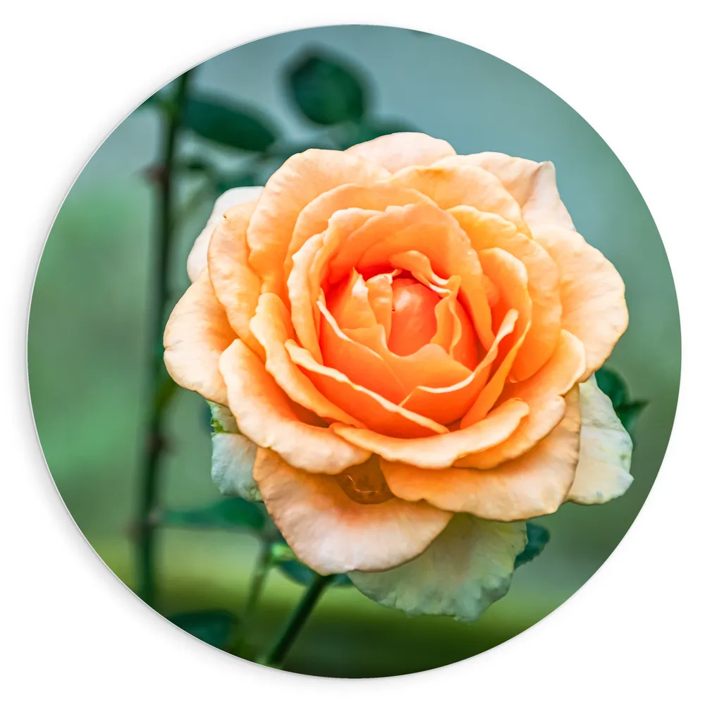 Dibond Muurcirkel - Oranje Tuinroos aan Lange Stengel - Bloemen