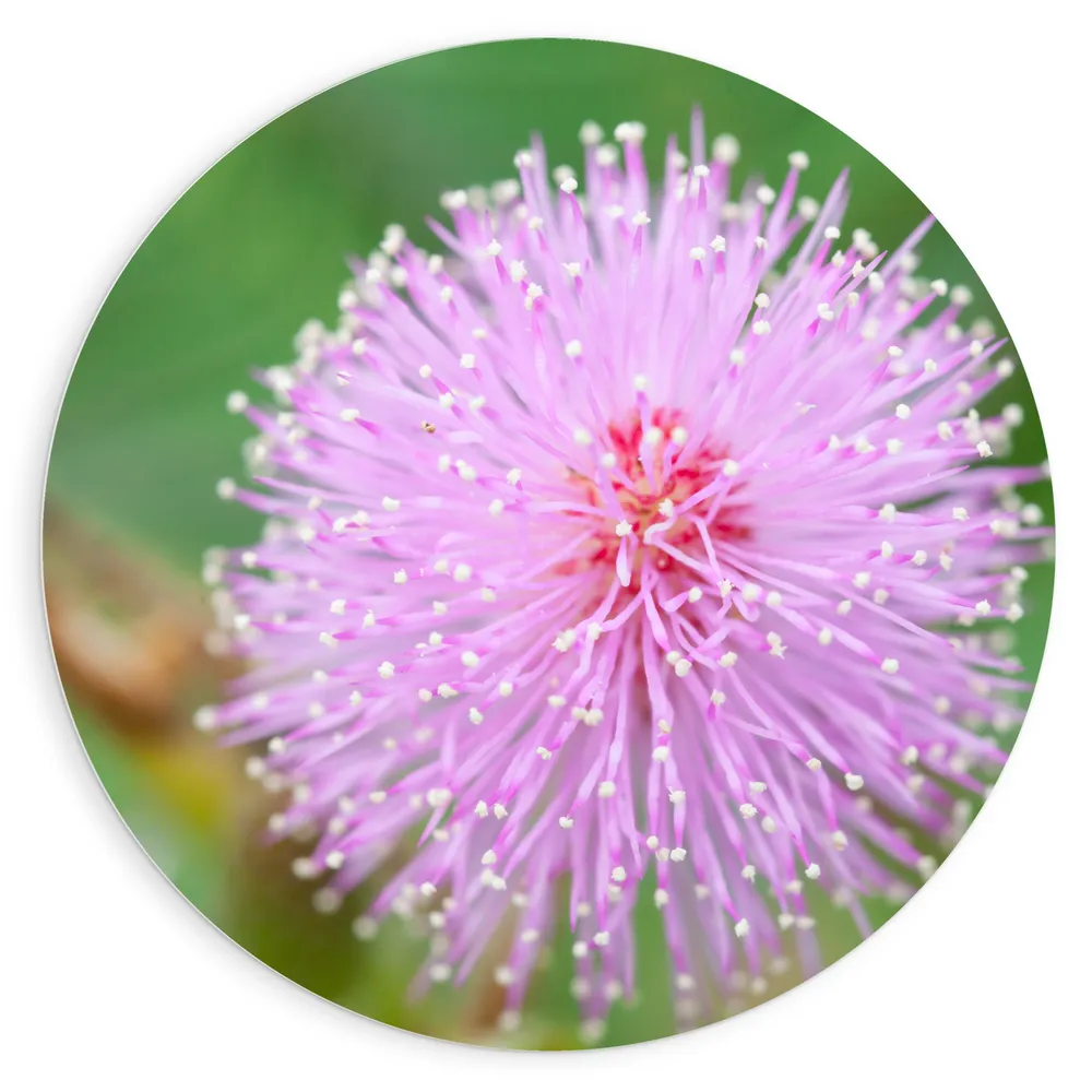 Dibond Muurcirkel - Kruidje-roer-mij-niet Roze Bloem bij Groene Planten