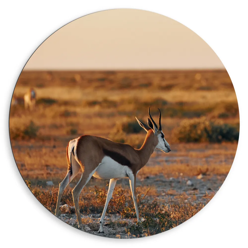 Dibond Muurcirkel - Achterkant van Antilope in Landschap, Afrika