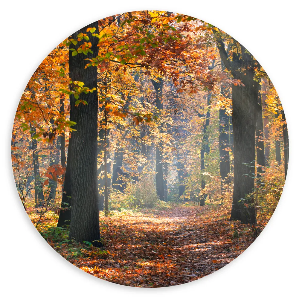 Dibond Muurcirkel - Bos met Oranje Blaadjes in de Herfst