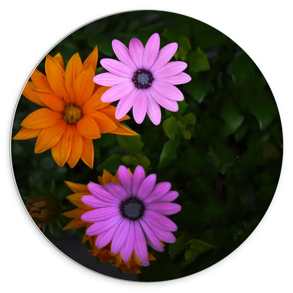 Dibond Muurcirkel - Bovenaanzicht van Roze en Oranje Spaanse Margietjes Bloemen in de Struiken