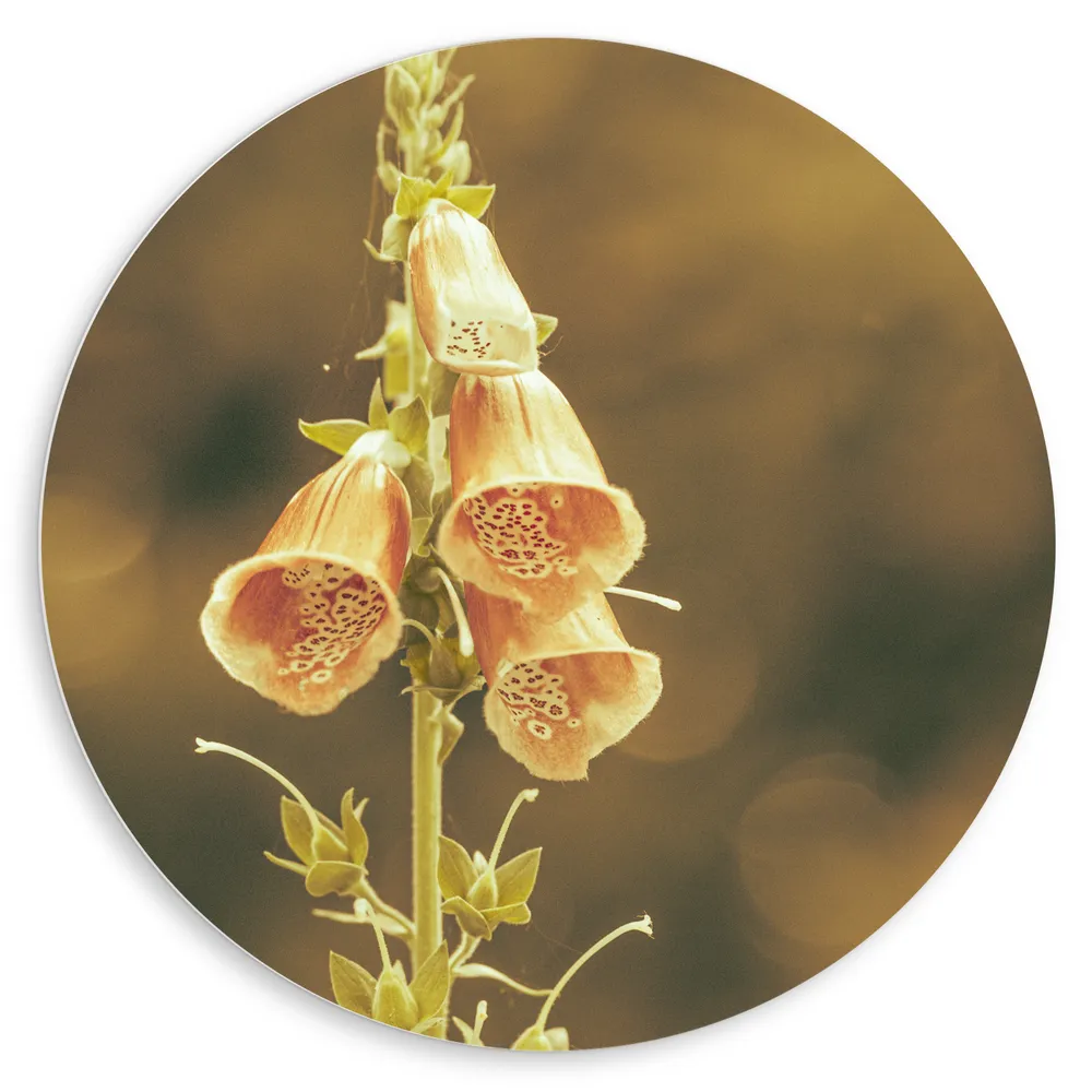 Dibond Muurcirkel - Dromerige Digitalis laevigata Bloemen aan Plant