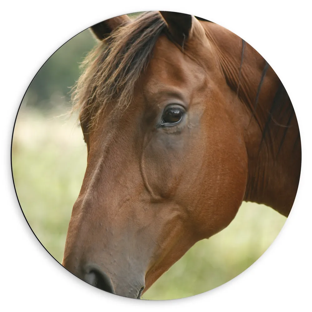 Dibond Muurcirkel - Portretfoto van Kop van Bruin Paard met Bruine Ogen in de Wei