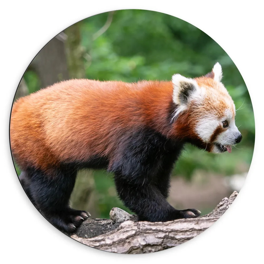 Dibond Muurcirkel - Rode Panda Kruipend over Boomstammen in het Bos