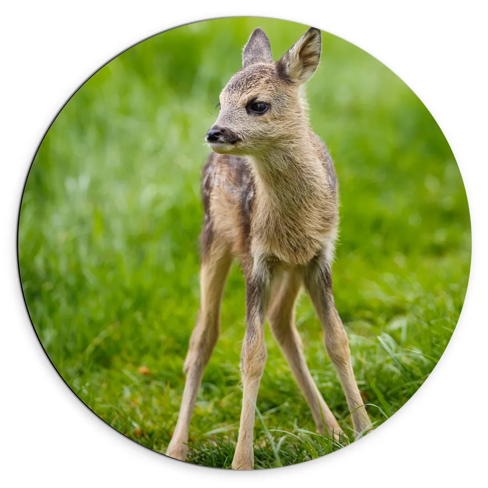 Dibond Muurcirkel - Wild Babyhert in het Verse Groene Gras