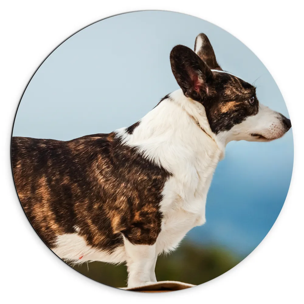 Dibond Muurcirkel - Zijaanzicht van Bruin met Witte Langwerpige Corgi Hond