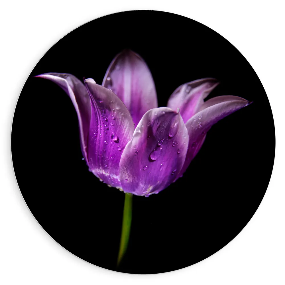 Dibond Muurcirkel - Eenzame Paarse Tulp tegen Zwarte Achtergrond