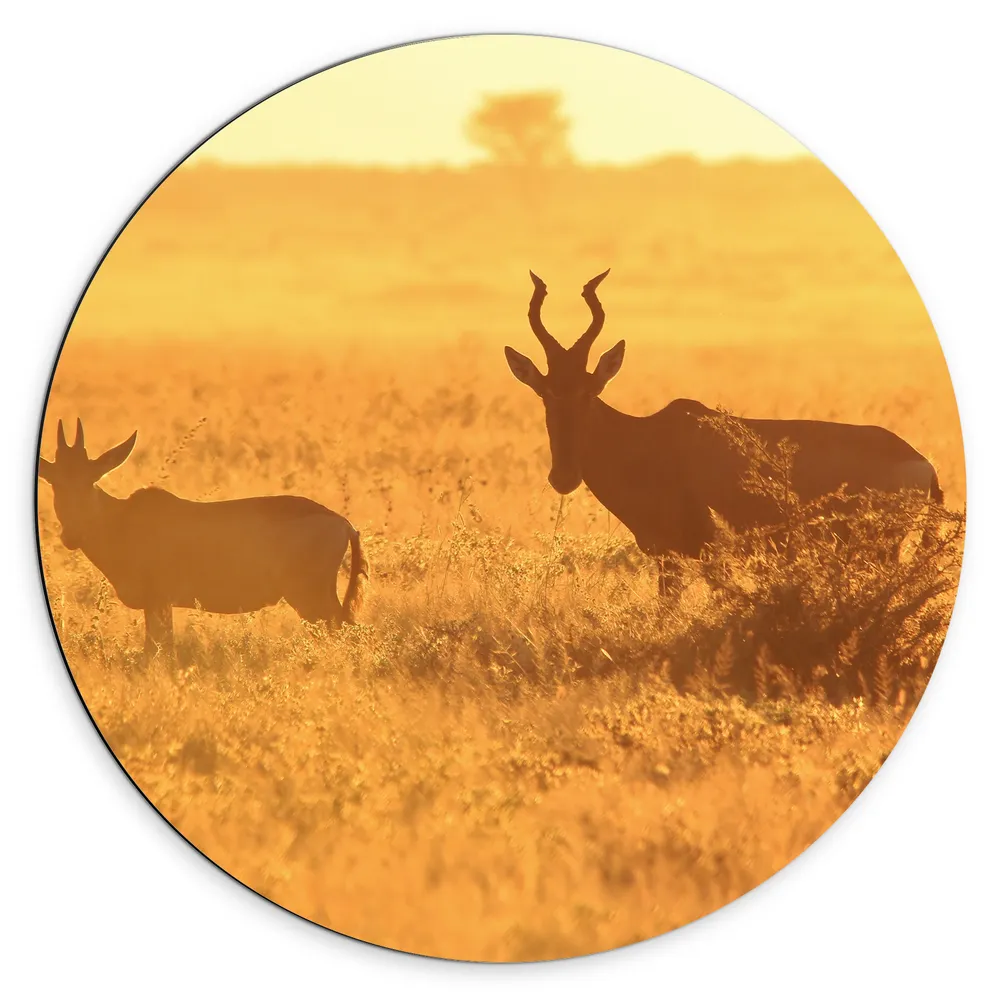 Dibond Muurcirkel - Antilopes over het Droge Landschap van Afrika