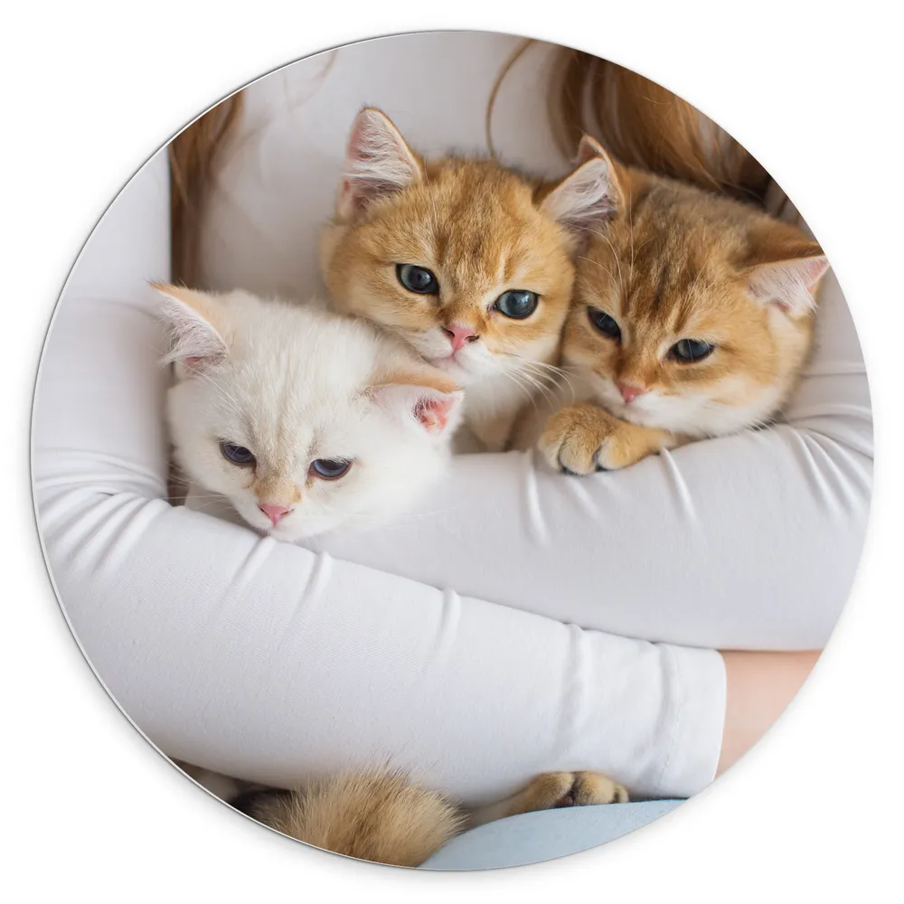 Dibond Muurcirkel - Drie Britse Korthaar Kittens in de Armen van een Meisje